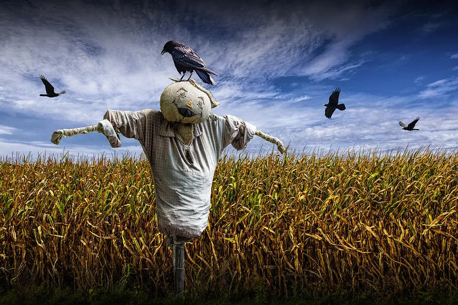 Mısır Tarlasına Üşüşen Kargalar